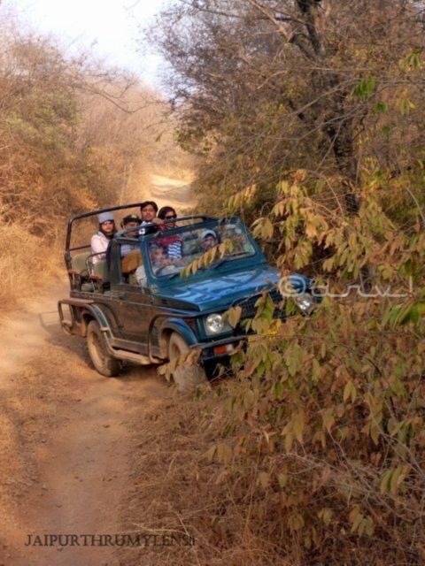 Ranthambore WildLife (tiger safari)Full Day Tour From Jaipur - Key Points