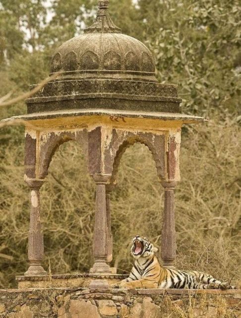 Ranthambore WildLife (tiger safari)Full Day Tour From Jaipur - Exploring Ranthambore: A Closer Look at the Experience