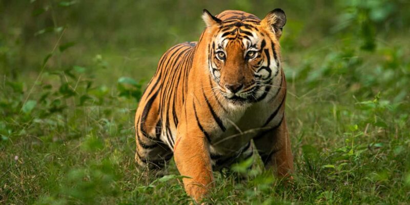 Ranthambore: Wildlife Tour with Twin Safaris & Stay - Who Is This Tour Perfect For?