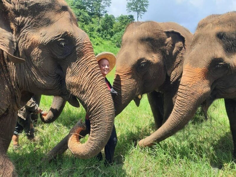 rantong-elephant-sanctuary-chiangmai