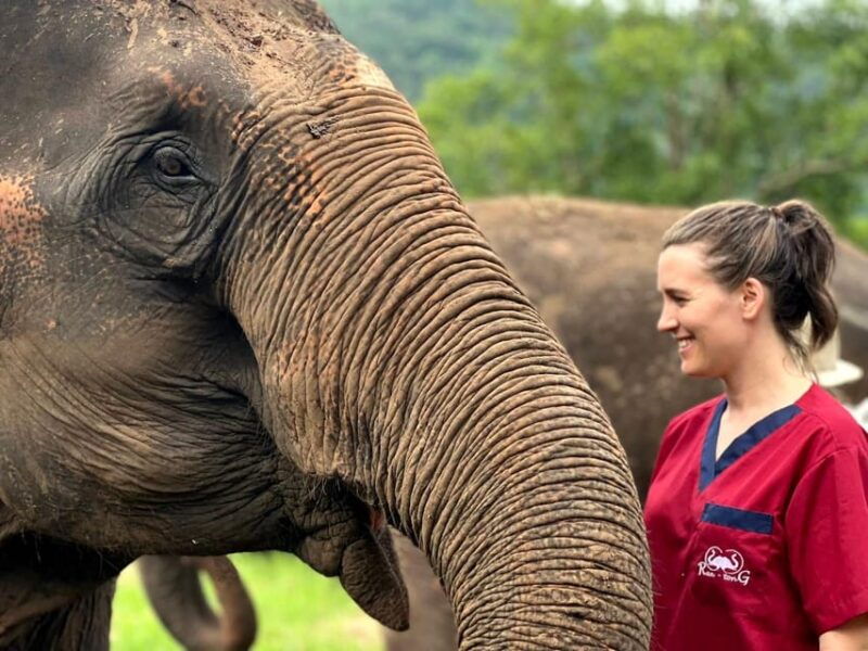 rantong-elephant-sanctuary-chiangmai