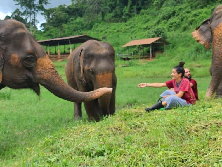 rantong-elephant-sanctuary-chiangmai