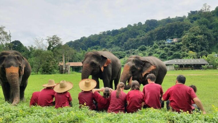 rantong-elephant-sanctuary-chiangmai