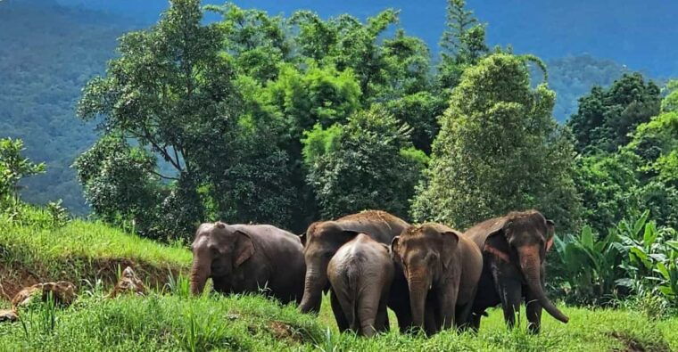 rantong-elephant-sanctuary-chiangmai