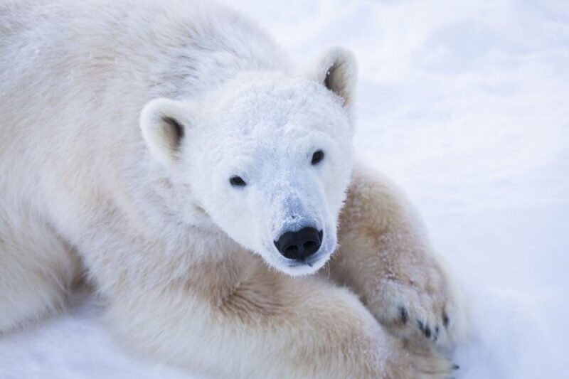 ranua-wildlife-park-day-visit-the-arctic-animals-2