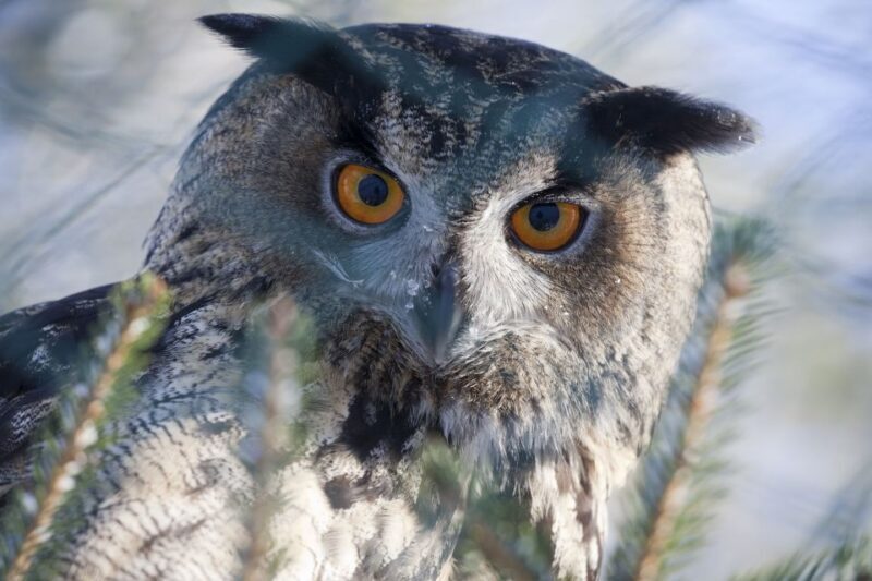 Ranua Wildlife Park Guided Tour from Rovaniemi, With Lunch - An In-Depth Look at the Ranua Wildlife Park Guided Tour