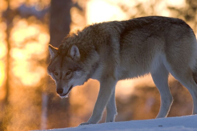 Ranua Wildlife Park Guided Tour from Rovaniemi, With Lunch - The Sum Up