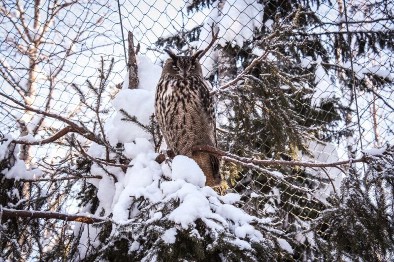 Ranua Wildlife Park Guided Tour from Rovaniemi, With Lunch - FAQ