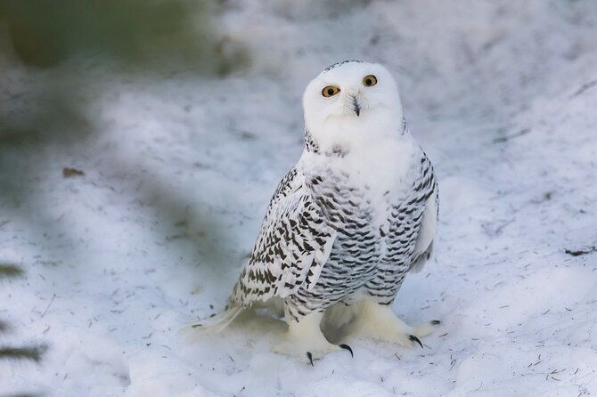 ranua-zoo-family-tour-from-rovaniemi-2