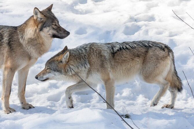 ranua-zoo-family-tour-from-rovaniemi-2
