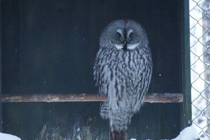 ranua-zoo-guided-day-tour-from-rovaniemi