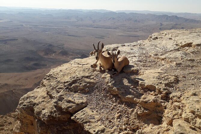 Rappelling Down the Ramon Crater Cliff - FAQ