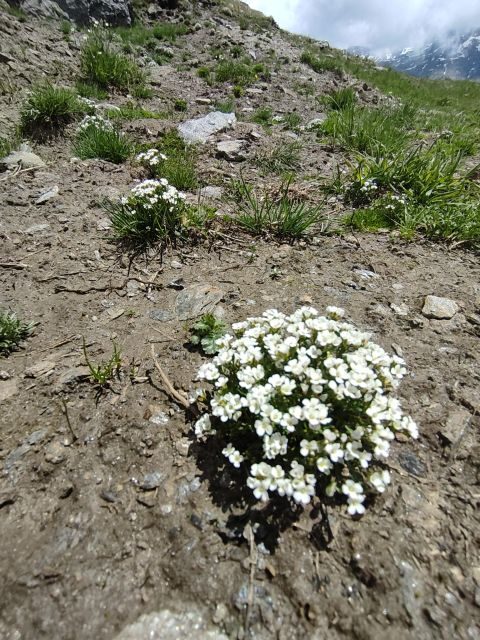 RARE PLANTS IN AOSTA VALLEY - Who Should Consider This Tour?