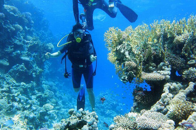 Ras Mohamed and White Island Snorkeling Trip and One Stop Diving-Sharm El Shiekh - An Insider Look at the Ras Mohamed and White Island Tour