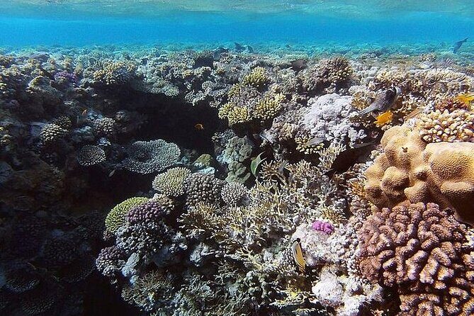 Ras Mohamed National Park by Bus Half Day - Sharm ElSheikh - What to Expect from the Itinerary