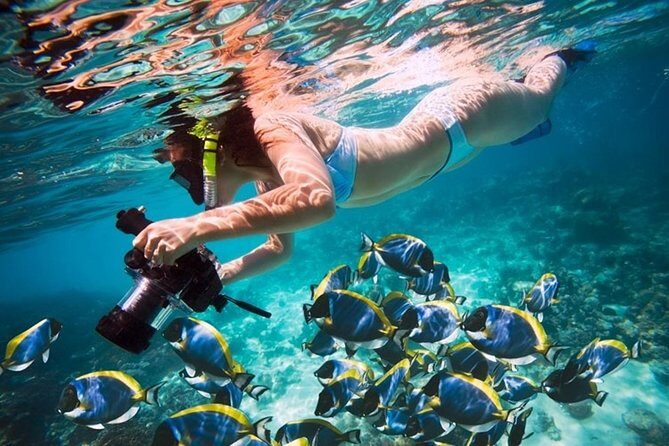 Ras Mohamed Park and the White Island snorkeling tour by boat - The Sum Up