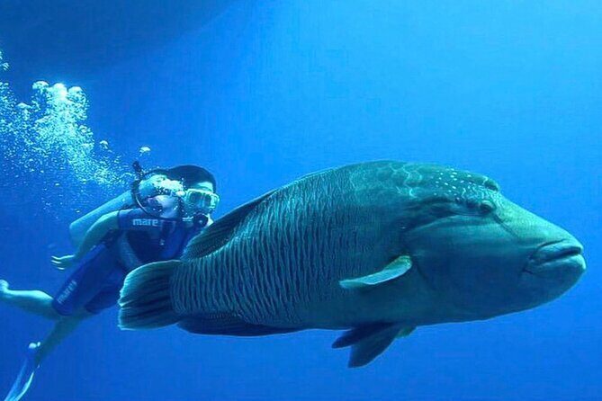 Ras Mohamed & White Island from Sharm El Sheikh by boat - An In-Depth Look at the Ras Mohamed & White Island Tour