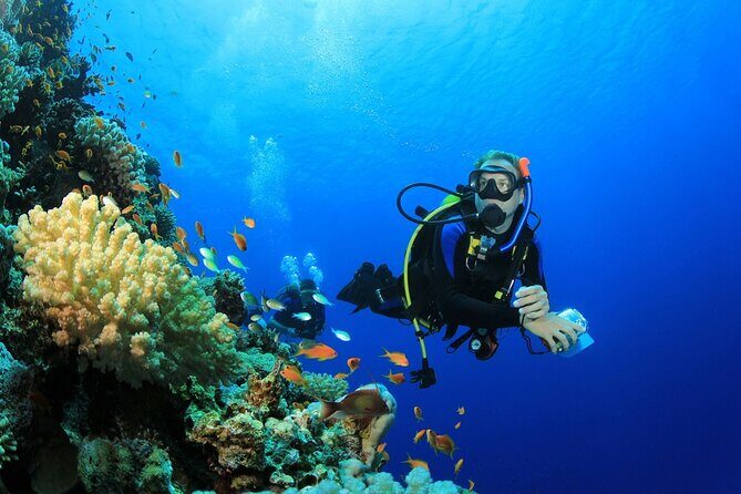 Ras Mohamed & White Island, Snorkeling & Diving - Sharm el sheikh - Introduction  