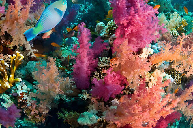 Ras Mohamed, White Island Trip, Two Stops Diving -Sharm El Sheikh - Is This Tour Right for You?