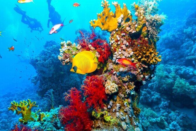 Ras Mohammed Diving Day Trip from Sharm el-Sheikh - Practical Considerations & Value