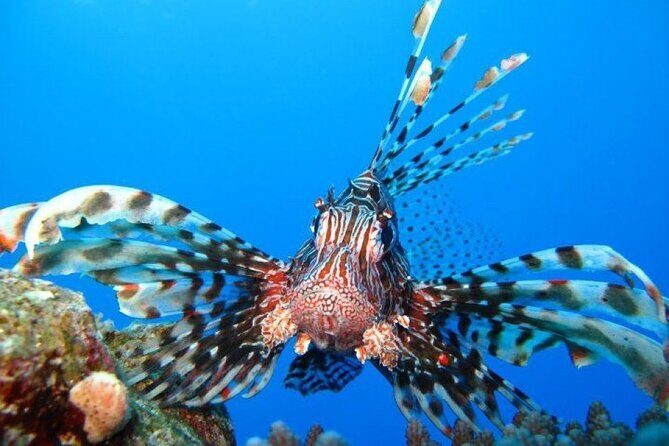 Ras Mohammed Diving Day Trip from Sharm el-Sheikh - Final Thoughts