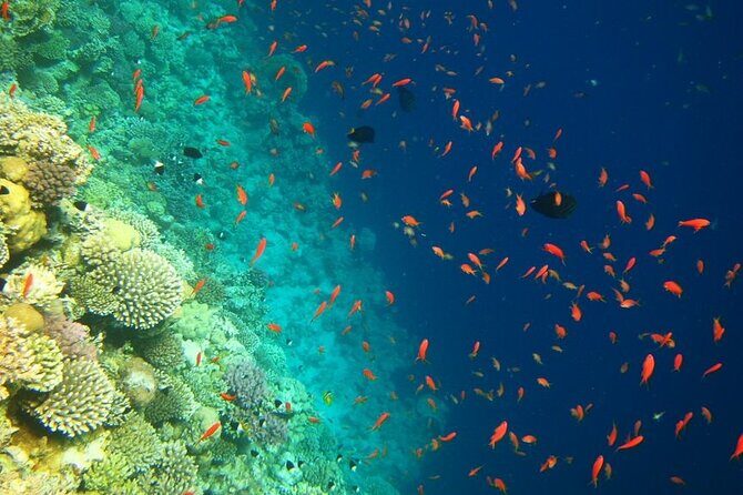Ras Mohammed From Sharm El Sheikh by a private car - Key Points
