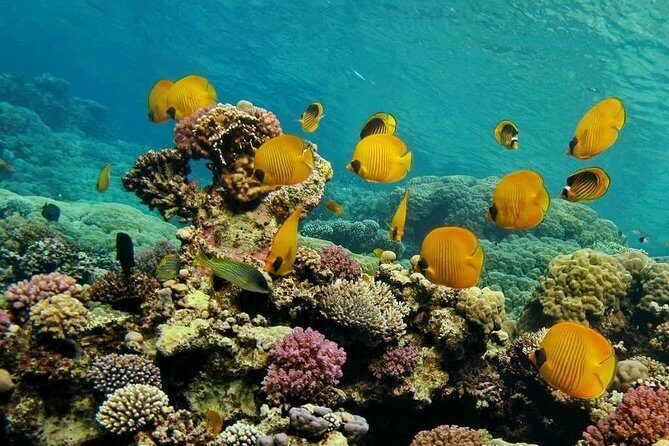 Ras Mohammed & White Island boat trip incl lunch and entrance fee - Ras Mohamed National Park: A Marine Marvel