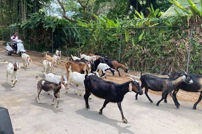 rastasafari-atv-experience