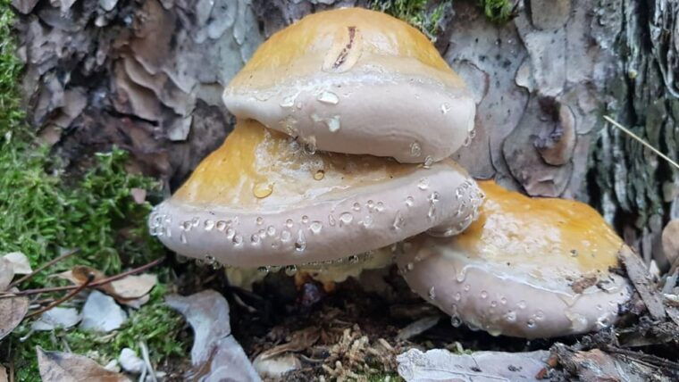 rava-tagliata-in-the-footsteps-of-prehistory-guided-hike