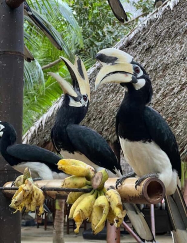 Raya and Coral Island from Phuket - FAQ