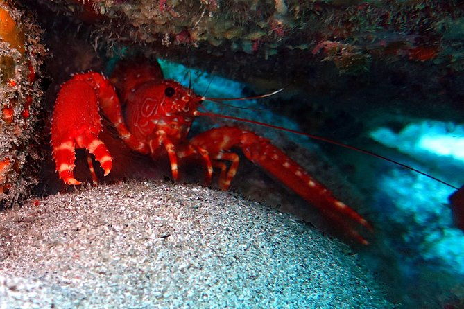 recreational-dive-certified-divers-only-explore-canarian-sealife