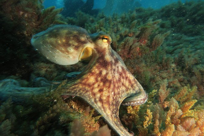 recreational-dive-certified-divers-only-explore-canarian-sealife