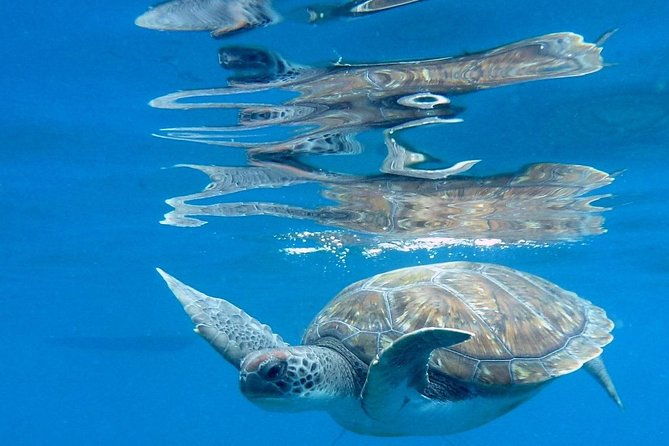 recreational-dive-certified-divers-only-explore-canarian-sealife