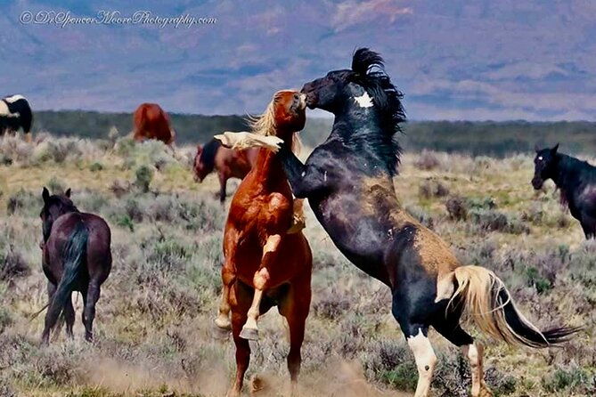 red-canyon-wild-mustang-safari-truck-tours-in-cody-wyoming