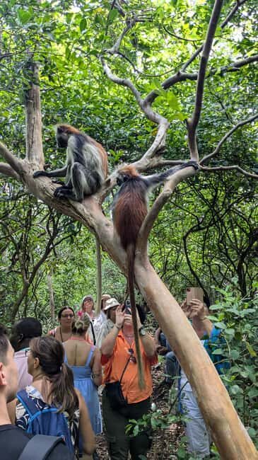 Red Colobus Monkey & Mangrove in Jozan Forest Group Tour 5+ - Key Points