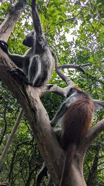Red Colobus Monkey & Mangrove in Jozan Forest Group Tour 5+ - Discovering Jozan Forest: A Natural Treasure