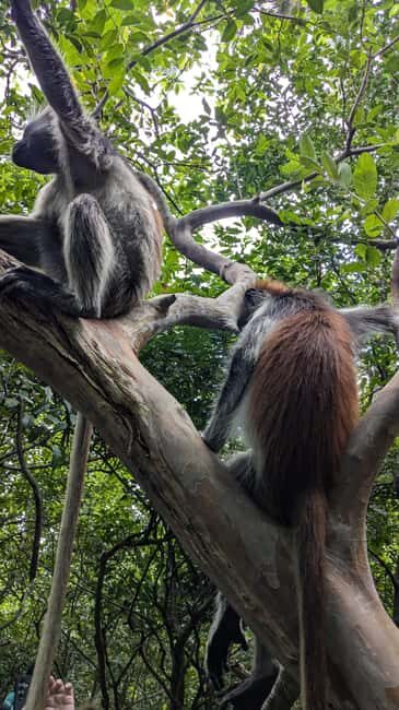 Red Colobus Monkey & Mangrove in Jozan Forest Group Tour 5+ - Why This Tour Offers Good Value