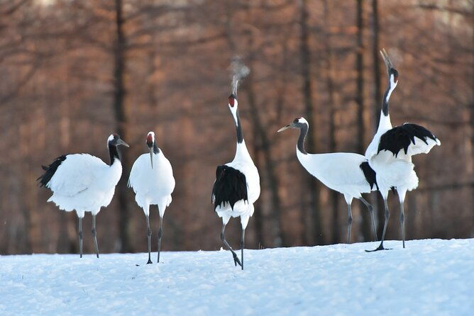 red-crowned-crane-and-wildlife-watching