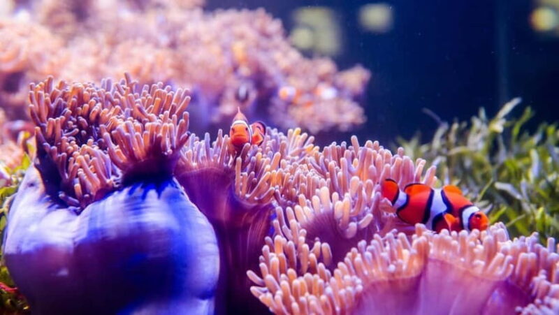 Red River Tours - Sea Walking Experience in Phu Quoc - The Sum Up