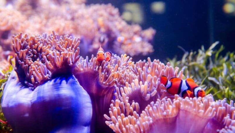 Red River Tours - Sea Walking Experience in Phu Quoc - What to Expect from the Sea Walking Experience