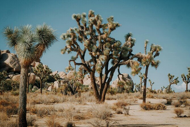 red-rock-canyon-calico-basin-self-guided-audio-tour