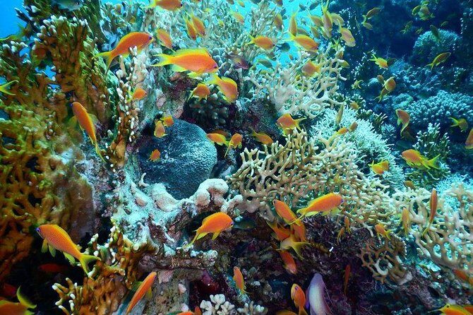 Red Sea Diving Trip from Hurghada: Beginner to Advanced Divers - Key Points