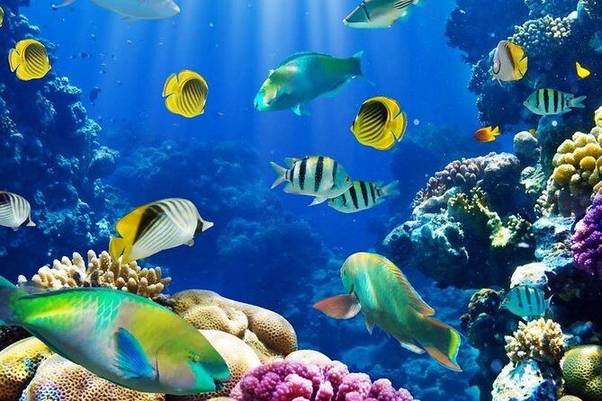 Red Sea: Semi Submarine Trip & Snorkeling - Discovering the Underwater World on a Semi-Submarine