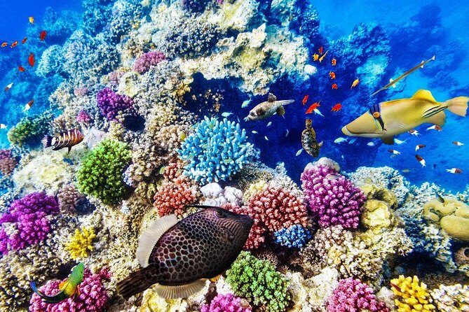 Red Sea: Semi Submarine Trip & Snorkeling - Who Will Enjoy This Tour?