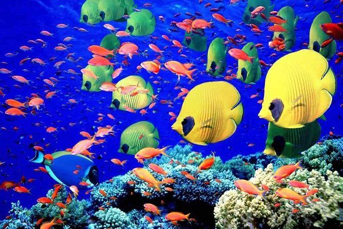 Red Sea Snorkeling Hurgada - Why This Tour Works for Different Travelers  