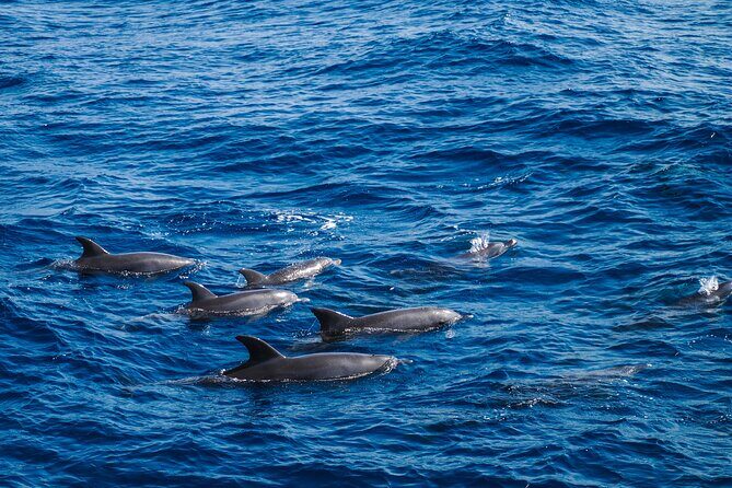 Red Sea Wonders Dolphin House Snorkeling Cruise & Lunch_ Hurghada - Key Points