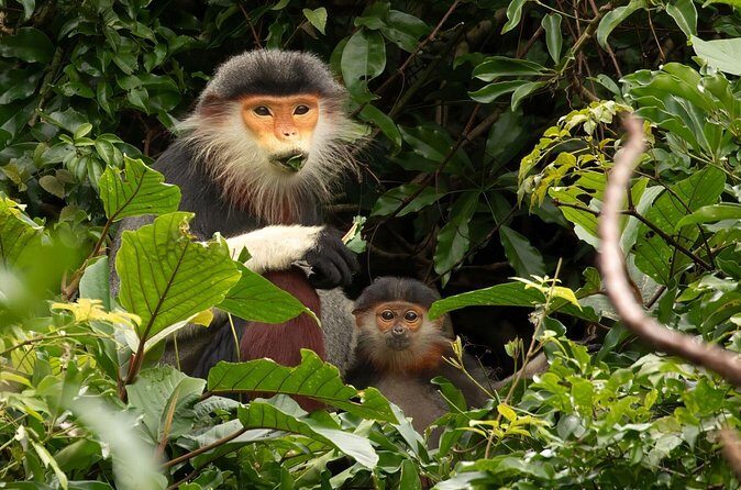 Red-shanked Douc - Private Motorbike Tour - Value and Booking Insights