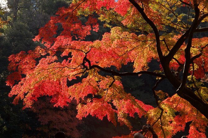 red-yellow-and-brown-visit-autumn-leaves-spots-in-tokyo