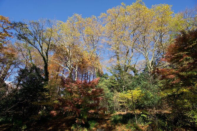 red-yellow-and-brown-visit-autumn-leaves-spots-in-tokyo