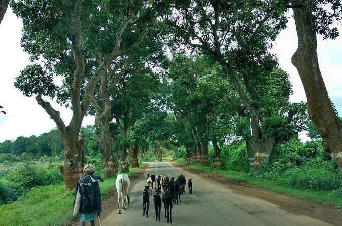 Rediscover Chandor, forgotten capital of Goa - What You’ll Experience